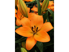 18,4���. ����� �������(��� 7 ��. ���������� �� 2��.).jpg