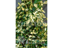 Euonymus fortunei Interbolwi ��������� ������� ���������� 2 ltr € 3,91 293,46�..jpg