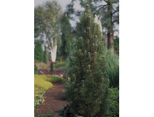 403,5���. ����� Pinus nigra Komet (������ 1,5�)