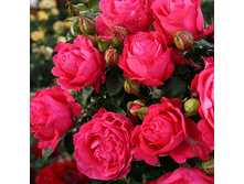 Rosa tea hybrid Cherry Lady.jpg