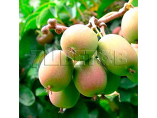 Actinidia arguta Ananasnaya ��������� ������ ��������� 2 ltr € 5,91 443,08�..jpg