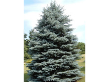 92���. ��� Picea pungens Glauca_P9 20-30.jpg