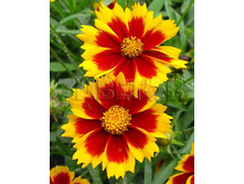 Coreopsis Li'l Banga Enchanted Eve��������� ����� �������� ��€ 1,81 132,13 ₽.jpg
