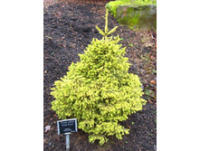 165,9���. ��� Picea abies Gold Dust_P10,5 rond.jpg