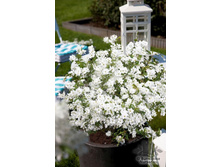 237���. ��������� ��������� �������.jpg