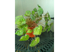 ������� �������� 500�