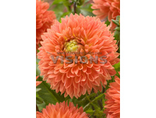 87,8���. �������� ��� �����(�������� ���� �� 1 ��., ����������� ����� 1��.)���16.jpg