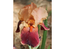 Iris germanica Cimarron Strip ���� ��������� �������� ����� € 1,07 78,11���..jpg