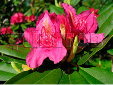 Rhododendron hybrida Dr.H.C. Dresselhuys ����������� ��������� ��. �. ����������� -26�C 90 ltr 150-200 € 656,19 49 214,32�..jpg