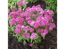 122���. ������ �������� ����� ���.jpg