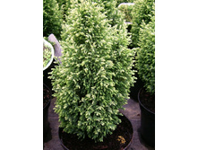 83,5���. ����������� Chamaecyparis lawsoniana Ellwood's White_P9 20-25.jpg