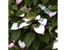 222���. ��������� ��������� ������������.jpg