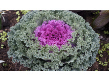 ������ �������