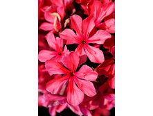 82,9���. ����� ���������(�������� ���� �� 2 ��., ����������� ����� 1��.).jpg