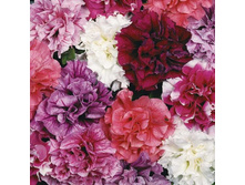 �.������� F1 ���� ������ ����� ������. ����.jpg