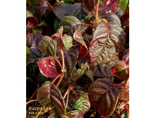 265���. ��������� �������� ������ ��������.jpg