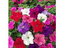 �.������� ����������� ������  ����� (��) (0,1�) - 6,6 ���