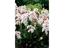 213,2���. ����� ����� ���� Dragonfly™ (�������� ���� �� 1 ��., ����������� ����� 1��.).jpg