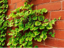 Hydrangea anomala Mirranda ��������� �������� �������� 2 ltr € 5,91 443,08�..jpg