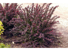 �������� �������� ��� ���-137�