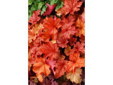 235,3���. ������� �������(�������� ���� �� 1 ��., ����������� ����� 1��.)���17.jpg