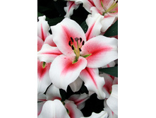 40���. ����� �������(��� 7 ��. ���������� �� 2��.)���17.jpg