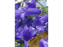 164,2���. ����������� ���� �������(�������� ���� �� 1 ��., ����������� ����� 1��.).jpg