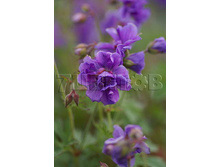 Geranium himalayense Plenum ������ ����������� ������ € 1,18 86,14���..jpg