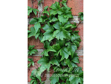 Parthenocissus tricuspidata Lowii ������� �������� ������������ ����� 2 ltr € 6,42 481,33�..jpg