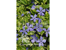 Vinca minor Ralph Shugert �������� ����� ����� ������ 2 ltr € 3,91 293,46�..jpg