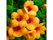 Campsis radicans Judy ������� ������������� ����� 2 ltr € 6,63 497,08�..jpg