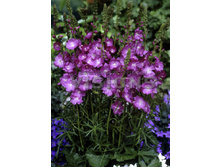 88,4���. ��������� ����� ���(�������� ���� �� 1 ��., ����������� ����� 1��.)���16.jpg