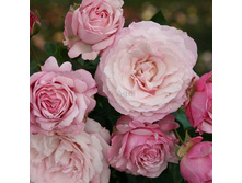 Rosa floribunda Rosenfaszination.jpg