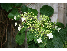 Schizophragma hydrangeoides Iwa–garami ����������� ��������������� ���-������ 2 ltr € 6,73 504,96�..jpg