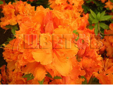 Azalea knap hill Gibraltar ������ ���-���� ��������� -25�C 5 ltr 50-60 € 14,56 1 092,11�..jpg