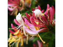 Lonicera periclymenum Serotina ��������� �������� �������� 2 ltr € 4,95 371,08�..jpg