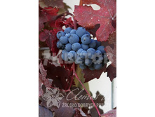 Vitis vinifera Purpurea �������� ���������� �������� 2 ltr € 6,70 502,71�..jpg