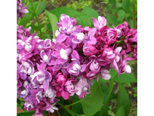 310���. ������ ������������ ������ �� ��.jpg