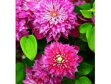 280���. �������� ������.jpg