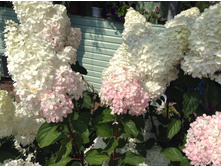 ��������� ������ �����