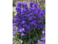 133,45���. ����������� ����(�������� ���� �� 2 ��., ����������� ����� 1��.).jpg