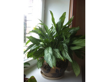 ��������� ����������� ��������