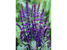 101���. ������� ���������(�������� ���� �� 1 ��., ����������� ����� 1��.).jpg