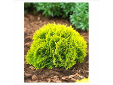 128,9���. ��� Thuja occidentalis Mirjam_P9 12-15.jpg