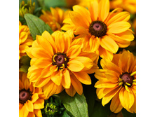 101���. �������� ������ �� ����(�������� ���� �� 1 ��., ����������� ����� 1��.)���17.jpg