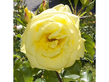 Rosa park Emil Nolde.jpg