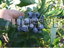 Vaccinium corymbosum Bluejay �������� ������������ ������ -22�C 5 ltr 60-70 € 13,66 1 024,14�..jpg