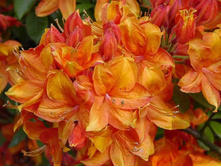 ������ ������ ���-310