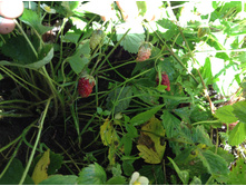 ����������� , ���������� �� �����