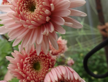 ���������� ���������  "�����"